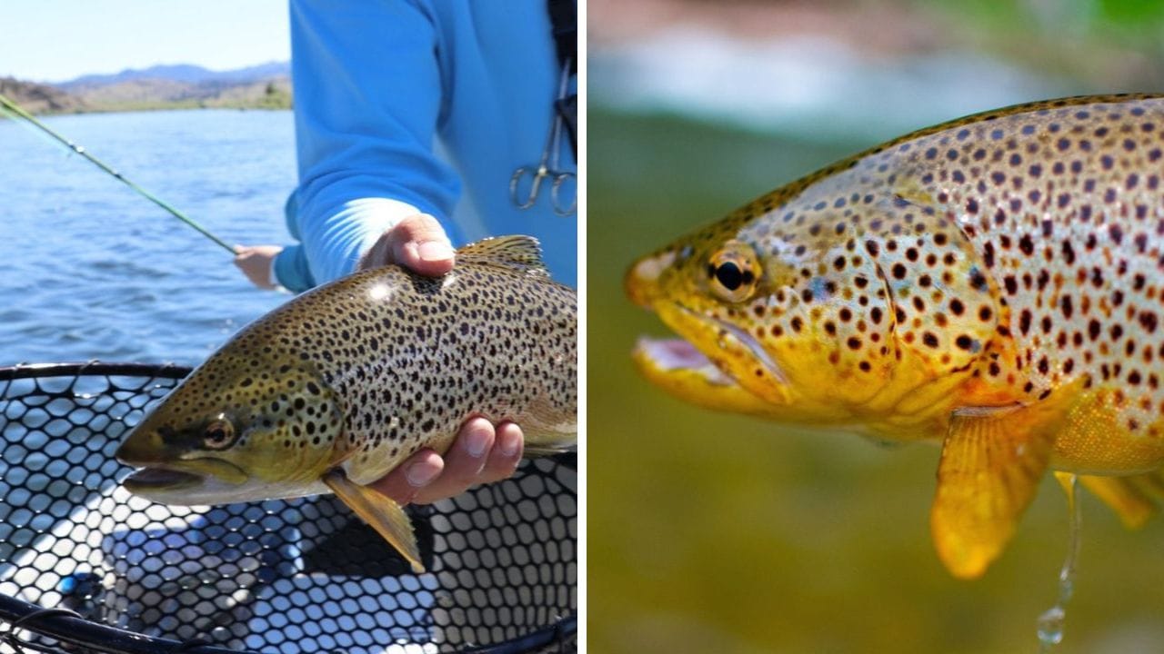 How Many Different Types of Trout Are There?